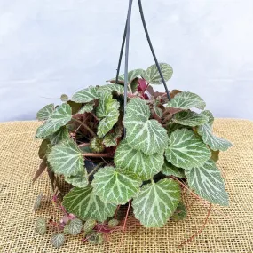 20 - 25cm Saxifraga Stolonifera 14cm Hanging Pot House Plant