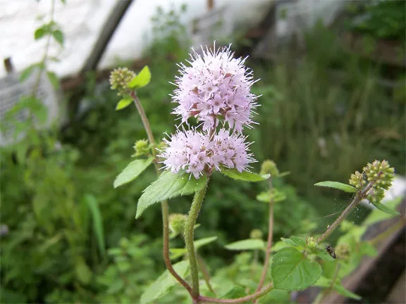 Aquatic Mint